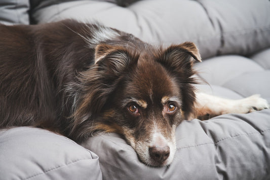 Herrchen, Frauchen, Hundeglück: Wie du das perfekte Hundebett auswählst
